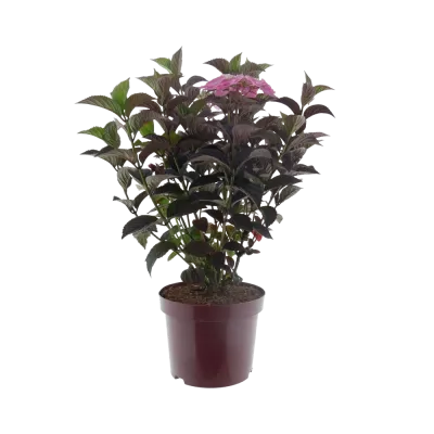 Gartenhortensie 'Daredevil®', 40 bis 60 cm Höhe, rosa-rot Cover
